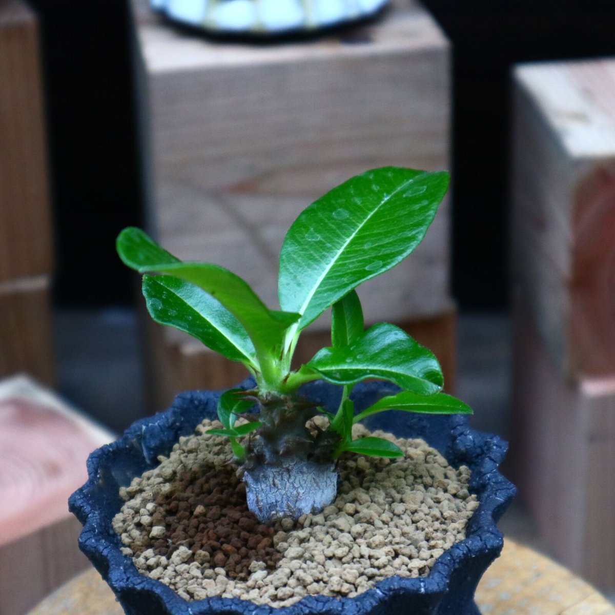 パキポディウム ウィンゾリー実生／Pachypodium baronii var. winds