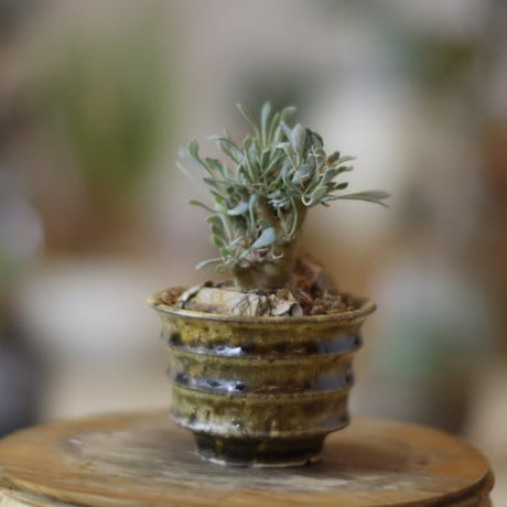 ユーフォルビオイデス | STORES