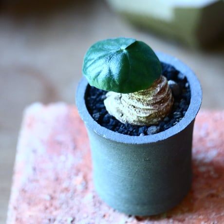 ドルステニア バルミニアナ     Dorstenia barminiana  no.81602