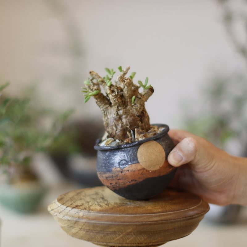 Ceraria pygmaea × N/OH (2.5号) no.1123/24 | 芽の巣山