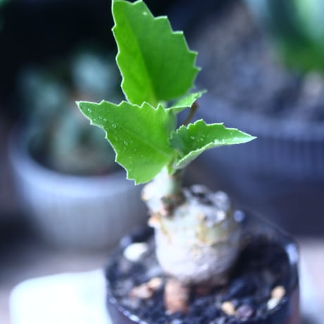 キフォステンマ ユッタエ    Cyphostemma juttae   no.61432