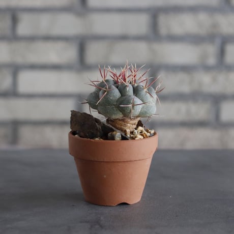 Thelocactus hexaedrophorus v. fossulatus (緋冠竜) × YAMABACHI (3号)  no.614/10