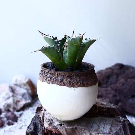 アガベ チタノタ  Agave titanota   no.61603