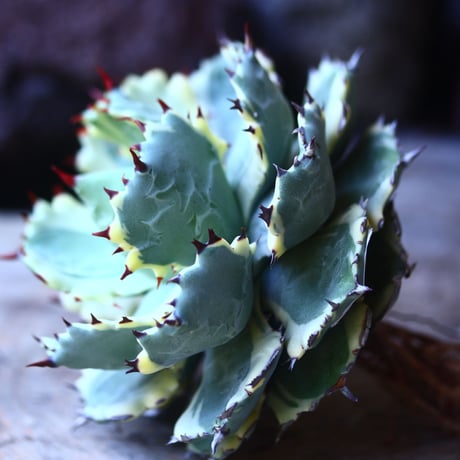 アガベ  兜蟹錦   抜苗 ⑤  Agave isthmensis Kabutogani variegated   no.42670 -5