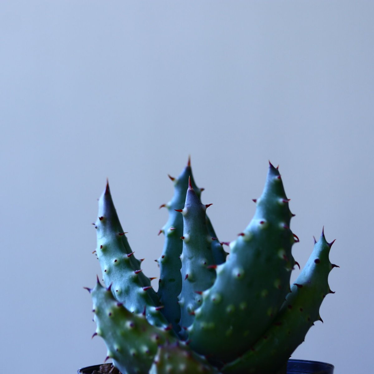 アロエ アクレアータ Aloe aculeata no.110803 | 芽の巣山