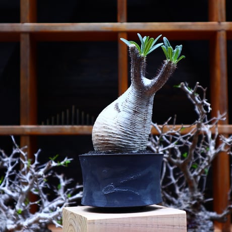 パキポディウム  グラキリス／Pachypodium  gracilius       no.51608
