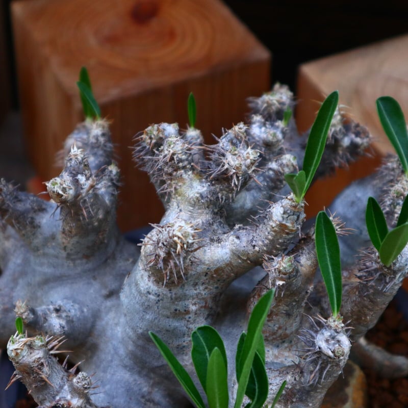 パキポディウム ブレビカリックス／Pachypodium densiflorum var