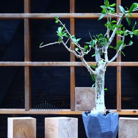コミフォラ ラミー／Commiphora  lamii  no.82249