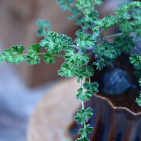 ペラルゴニム   アルテルナンス   Pelargonium alternans      no.10937
