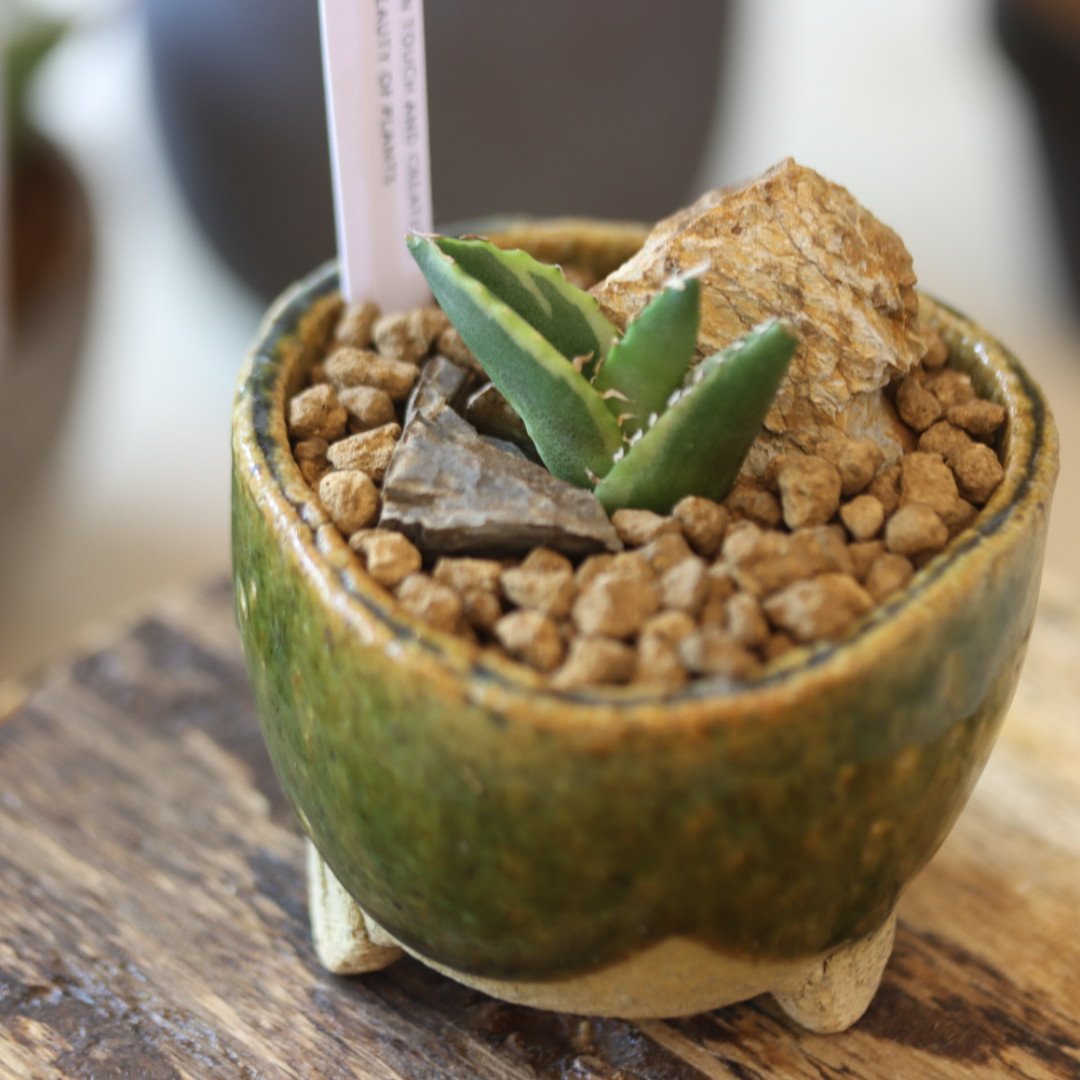 Agave titanota 白鯨錦 × 陶器鉢 no.90130 | 芽の巣山 Agave titanota 白鯨錦 × 陶器鉢 no.90130 | 芽の巣山