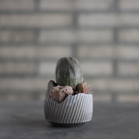 Euphorbia obesa  × N/OH (3号)  no.907-35