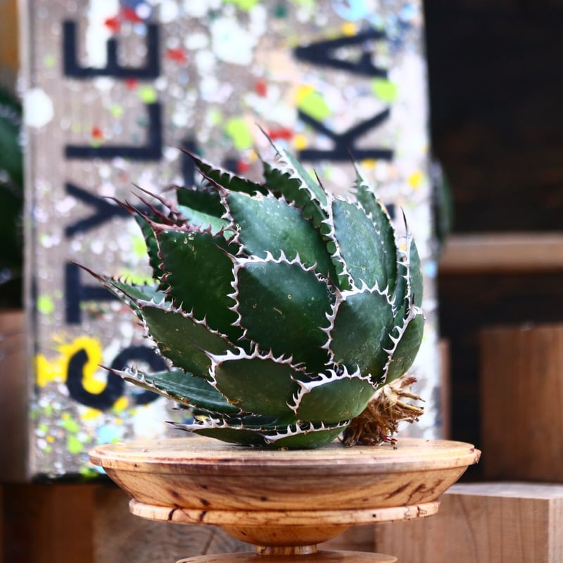 アガベホリダ極上株　Agave horrida No.AHRD013 アガベホリダ極上株 Agave horrida No.AHRD013 アガベホリダ極上