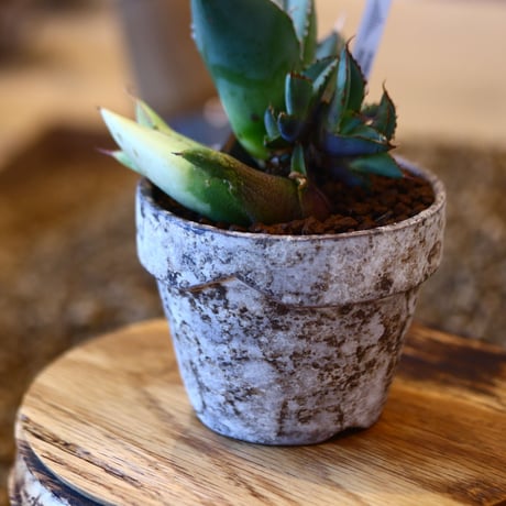 YAMABACHI ver. takero pot × Agave titanota sunburst   no.102235