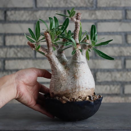 Pachypodium gracilius × takero pot (6.5号)  no.817-3