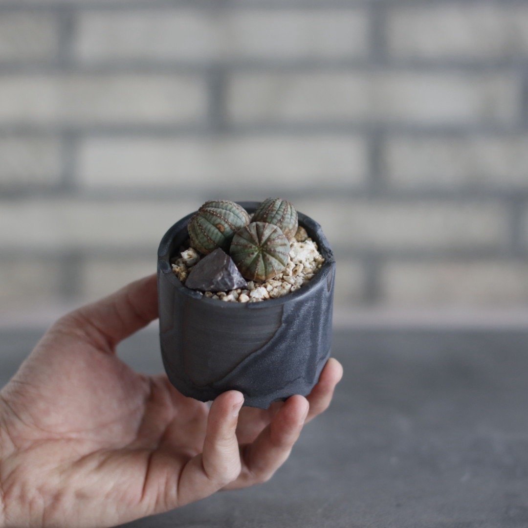 Euphorbia obesa × N/OH(2.5号) no.510/31 | 芽の巣山