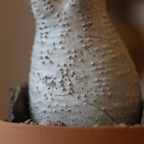 Pachypodium gracilius × YAMABACHI    no.112-46