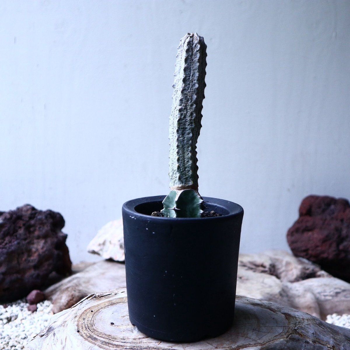 ユーフォルビア アブデルクリ Euphorbia abdelkuri no.10273