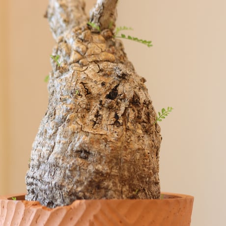 Operculicarya  pachypus × N/OH   no.112-49