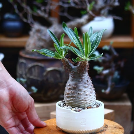 パキポディウム  グラキリス／Pachypodium  gracilius       no.92635