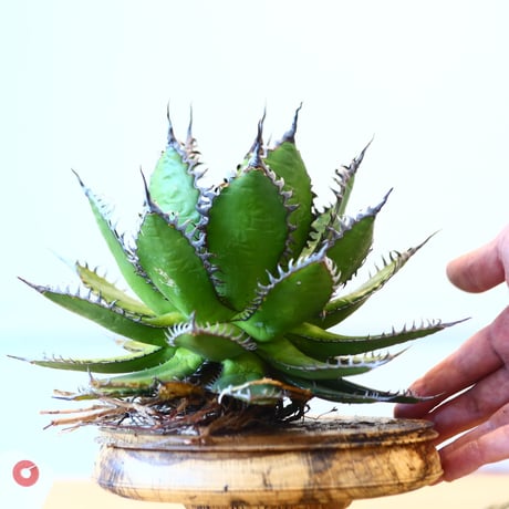 Agave horrida / Style of Chika   no.1015/14
