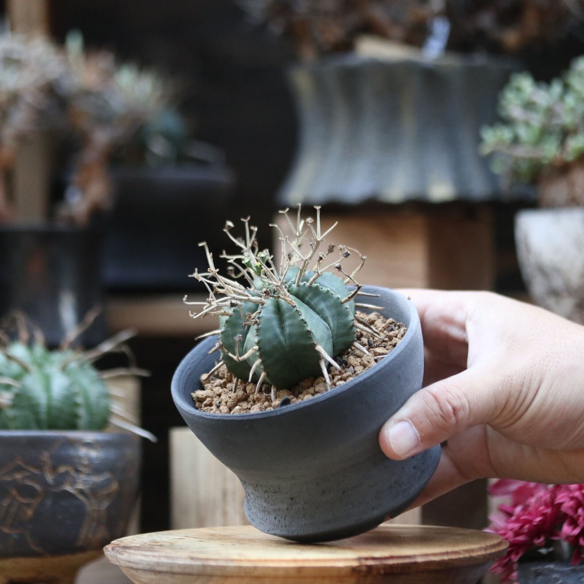 ユーフォルビア バリダ／Euphorbia valida no.110636 | 芽の巣山