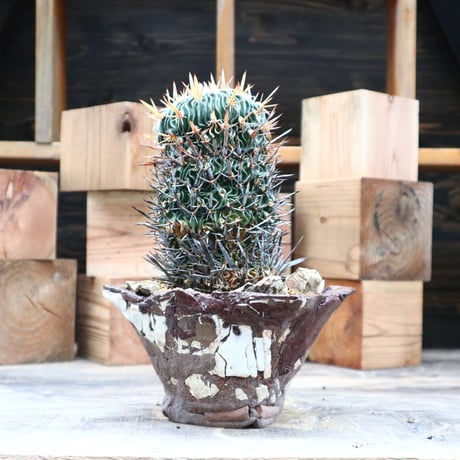 エキノフォスロカクタス 縮玉／Echinofossulocactus zacatecasensis   no.91813