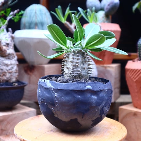 パキポディウム  恵比寿大黒  実生／Pachypodium  Densicaule    no.71820