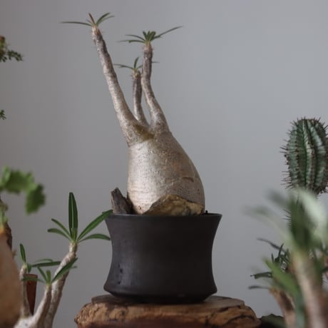 Pachypodium gracilius × Kazuhiro Arima    no.51224