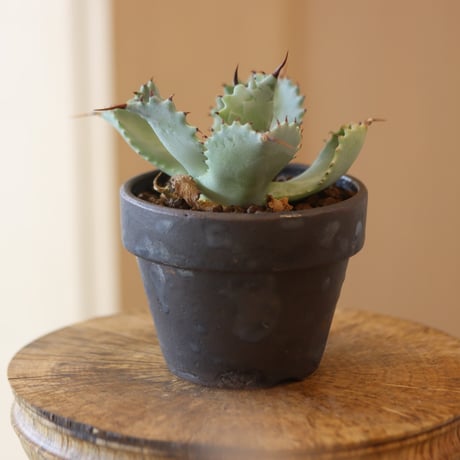 Agave hyb. potatorum×Isthmensis × YAMABACHI var. takero pot  no.112-11