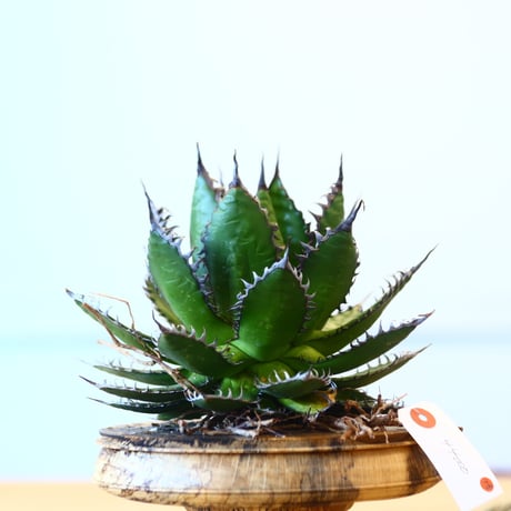 Agave horrida / Style of Chika   no.1015/13