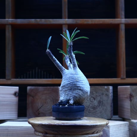 パキポディウム  グラキリス／Pachypodium  gracilius       no.62051