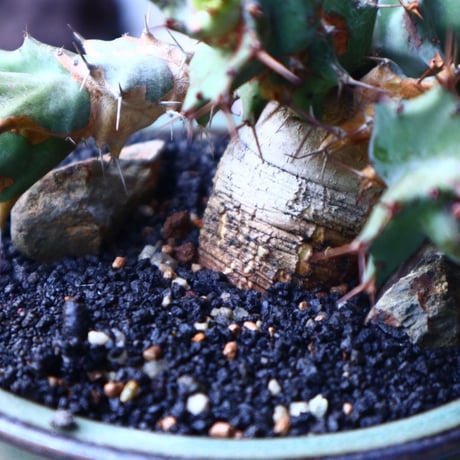 ユーフォルビア  トルチラマ　 Euphorbia tortirama　no.015