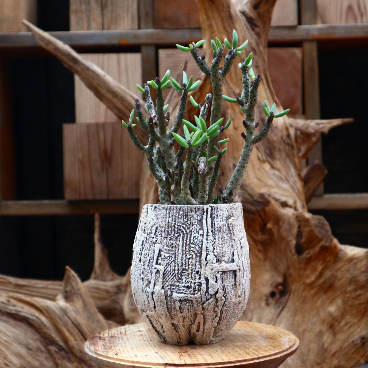 チレコドン　ブッコルジアヌス チレコドンブッコルジアヌス / no.31247 | 芽の巣山