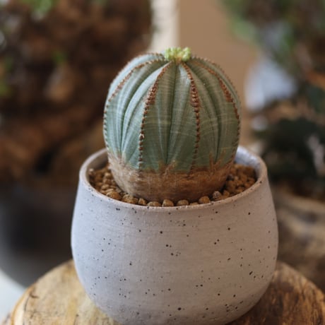 Euphorbia obesa × Atsushi Funakushi  no.818107