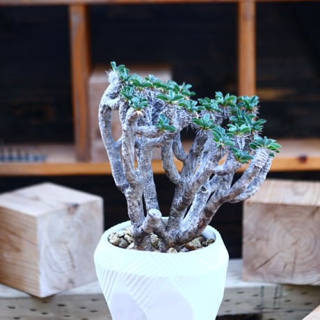 ユーフォルビア   ギラウミニアナ／Euphorbia guillauminiana   no.82916
