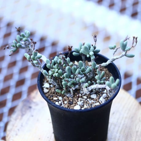 チレコドン   シヌス-アレキサンドラ   群卵   Tylecodon sinus  alexandra    no.120648