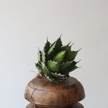 U.S. horrida (Agave horrida) / Style of Chika　no.1227-18