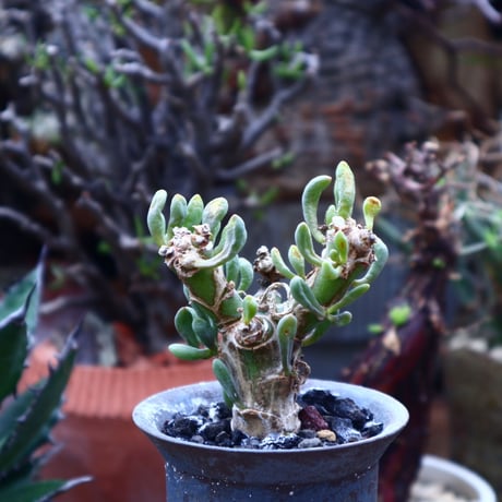 オトンナ  クラビフォリア    Othonna clavifolia    no.42517