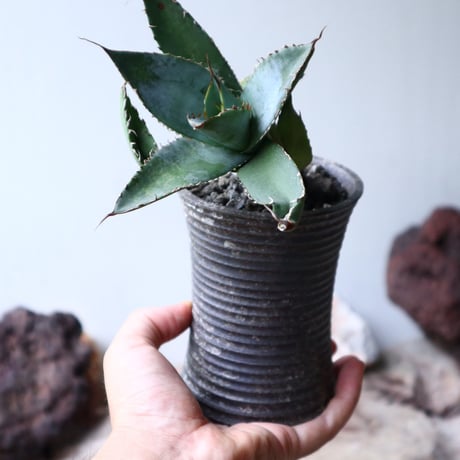 アガベ   ホワイトアイスブルー   仔株 Agave  titanota white ice blue  pups.  no.90806