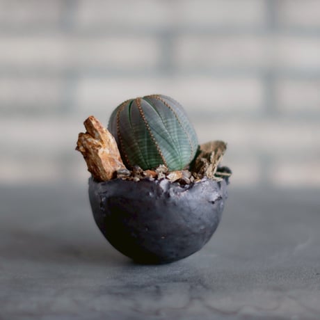 Euphorbia obesa  × takero pot (3号)  no.830-25