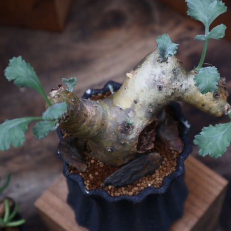 ペラルゴニウム クリンガルドテンセ／Pelargonium Klinghardtense  no.90469