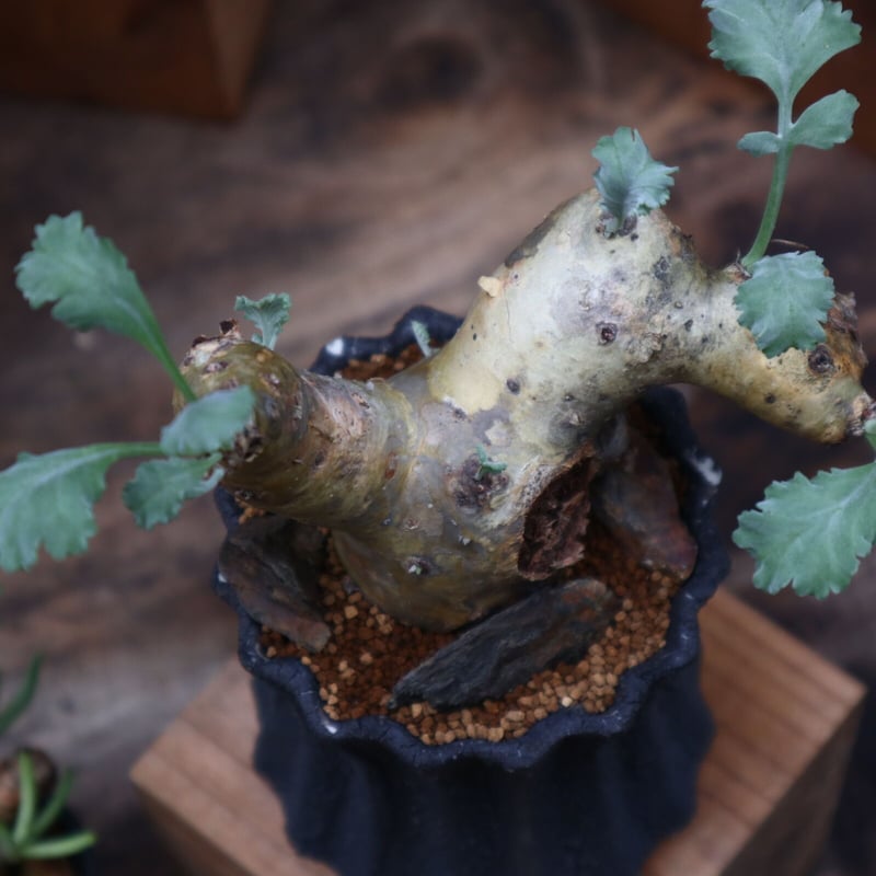 ペラルゴニウム クリンガルドテンセ／Pelargonium Klinghardtense n