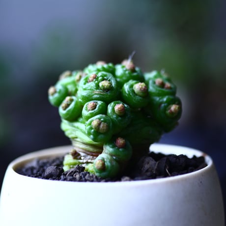 マミラリア ボカサナフレッド  Mammillaria bocasana cv. Fred  no.71935