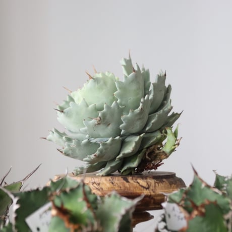 Agave Isthmensis / Style of Chika　no.421102
