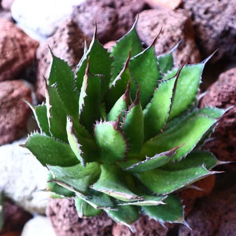 アガベ ホリダ   Agave horrida   no.30815
