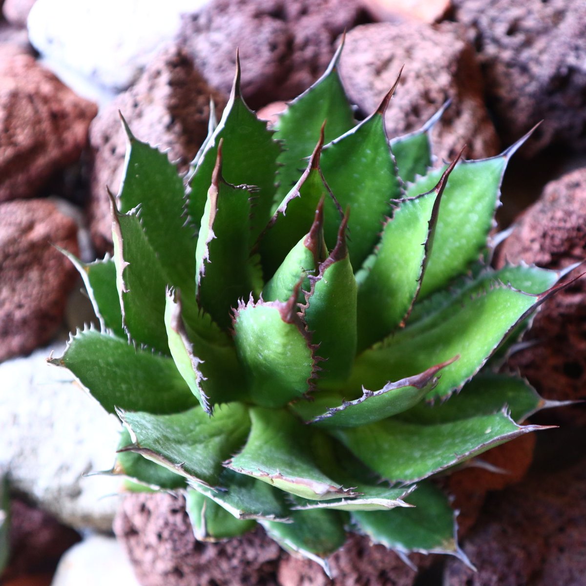 アガベ ホリダ Agave horrida no.30815 | 芽の巣山 アガベ ホリダ Agave horrida no.30815 | 芽の巣山