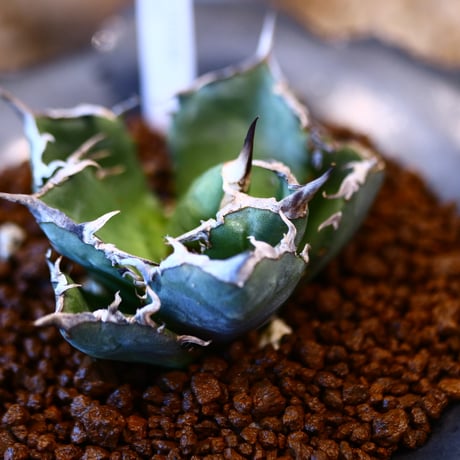 N/OH × Agave titanota "FO-076   no.41478