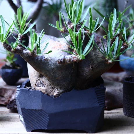 パキポディウム グラキリス  Wヘッド  Pachypodium rosulatum var. gracilius no.71905