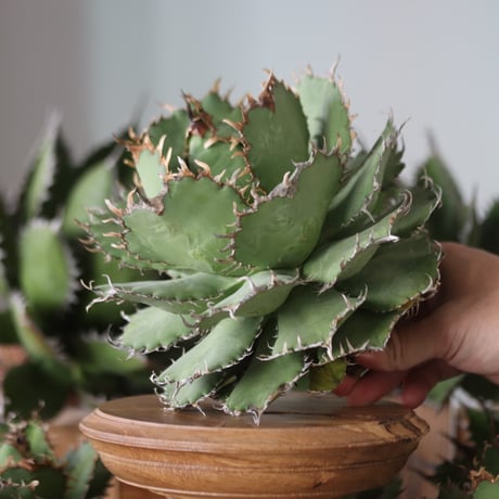 U.S. filigree (Agave titanota filigree) / Style of Chika　no.1130-1