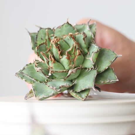 Agave titanota filigree Devil/ Style of Chika　no.42108